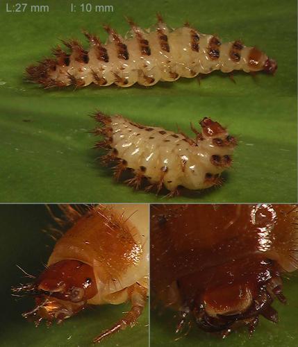Drilus flavescens