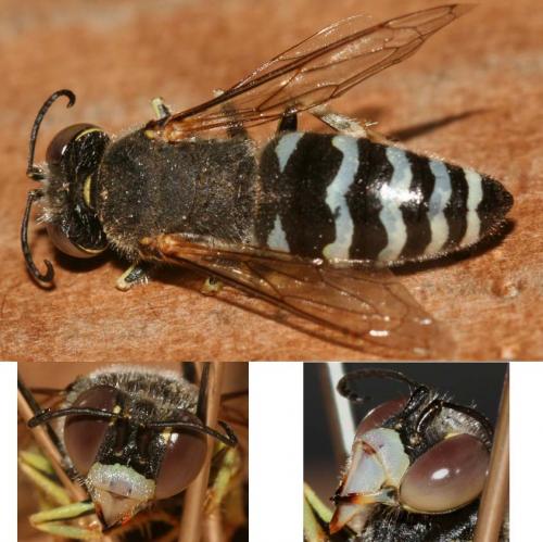 Réf. 20 405 : Bembix oculata