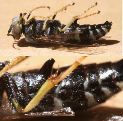 Bembix oculata