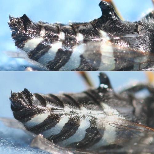 Bembix oculata