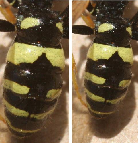 Philanthus venustus