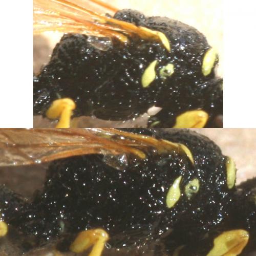Philanthus venustus