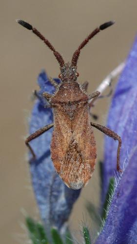 Coriomeris affinis