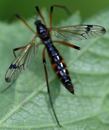 Dictenidia bimaculata