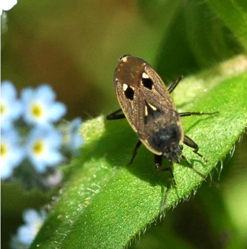 Réf. 20 548 : Graptopeltus lynceus