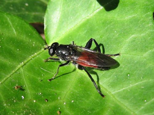 Brachypalpoides lentus