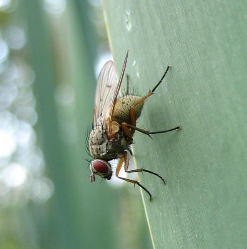 Helina sp.