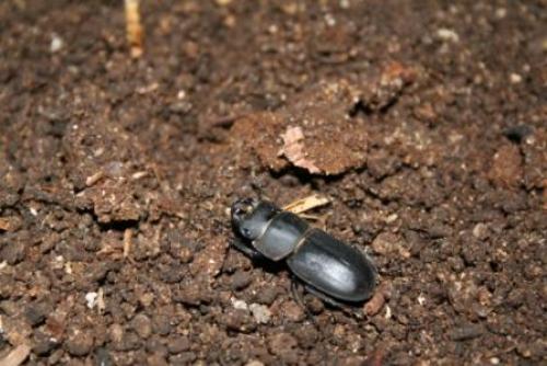 Réf. 20 423 : Dorcus parallelipipedus