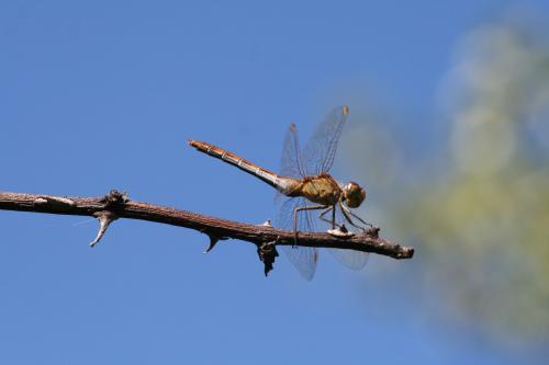 Sympetrum meridionale