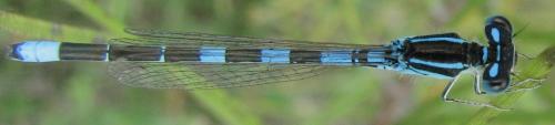 Coenagrion scitulum