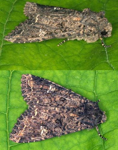 Mamestra brassicae