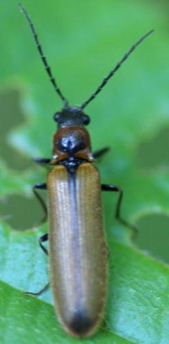 Denticollis linearis