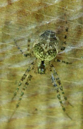 Metellina sp.