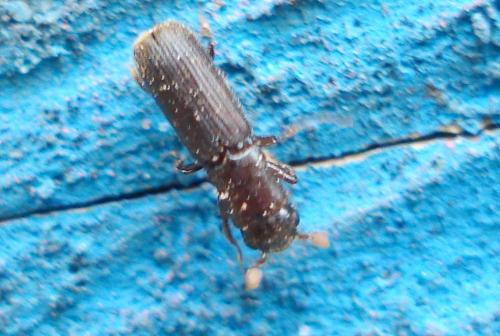 Réf. 20 032 : Platypus cylindrus