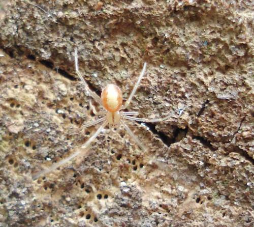 Réf. 20 049 : Neottiura bimaculata