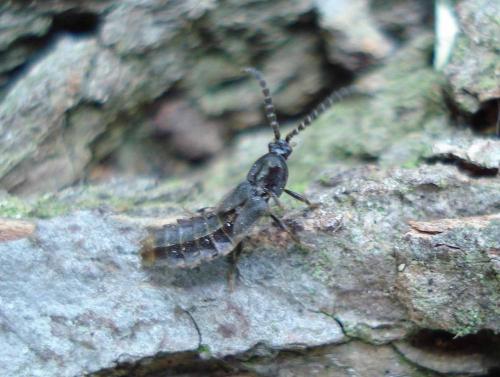 Réf. 20 033 : Phosphaenus hemipterus