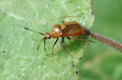 Réf. 20 035 : Deraeocoris ruber