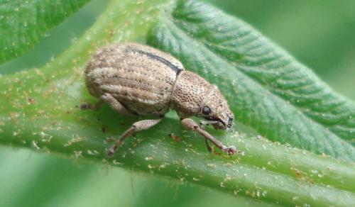 Strophosoma melanogrammum