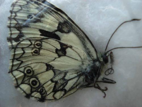 Melanargia galathea