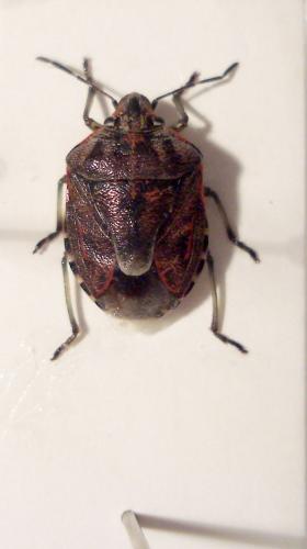 Réf. 20 161 : Holcogaster fibulata