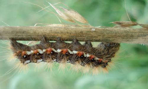 Acronicta rumicis