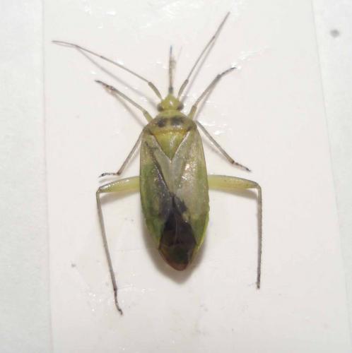 Closterotomus norwegicus