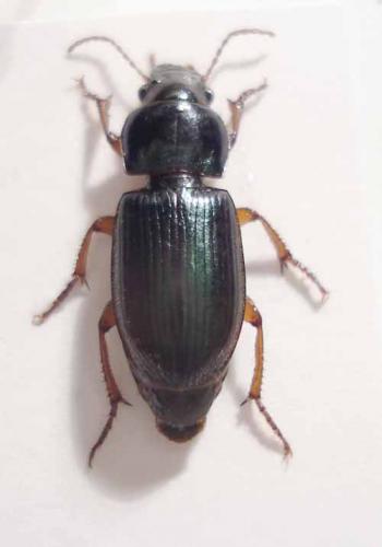 Réf. 20 198 : Harpalus sp.
