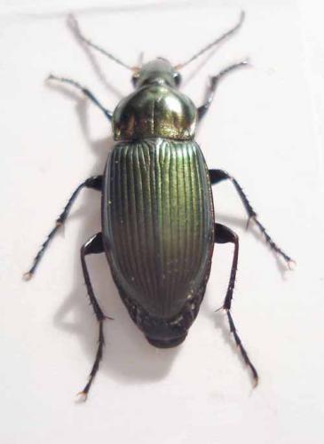 Réf. 20 197 : Poecilus sp.