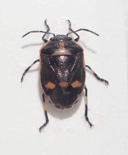 Réf. 20 202 : Eurydema oleracea