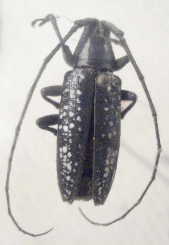 Réf. 20 374 : Acridocephala seriata