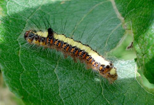 Acronicta psi