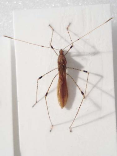 Metatropis rufescens