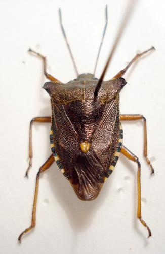 Pentatoma rufipes