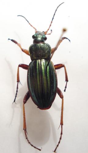 Réf. 20 798 : Carabus auratus