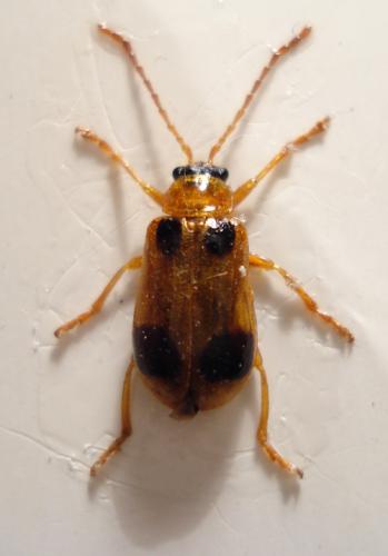 Réf. 20 799 : Phyllobrotica quadrimaculata