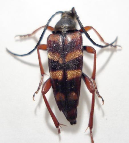 Leptura aurulenta