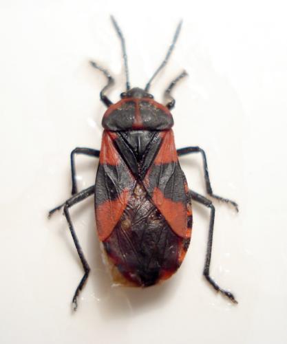 Tropidothorax leucopterus