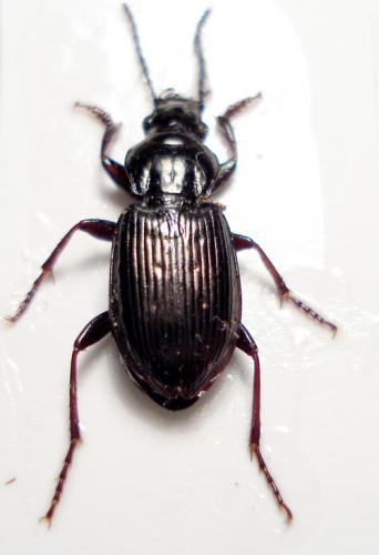 Réf. 20 838 : Pterostichus sp.
