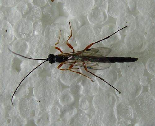 Réf. 20 079 : Dolichomitus sp.
