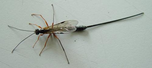 Réf. 20 078 : Dolichomitus sp.