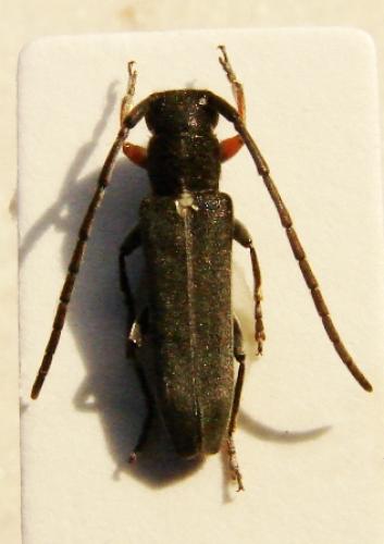 Phytoecia cylindrica