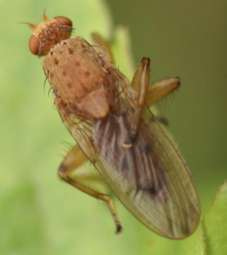 Réf. 20 696 : Suillia sp.