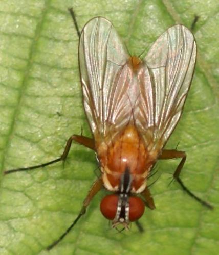 Réf. 20 678 : Achanthiptera rohrelliformis