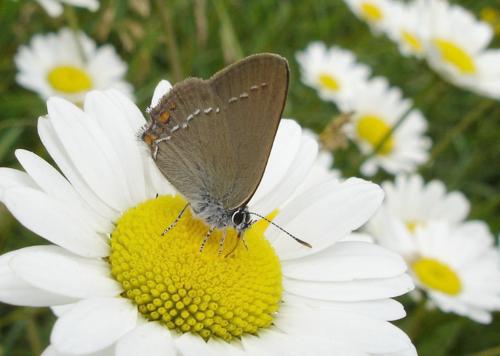 Réf. 20 076 : Satyrium acaciae