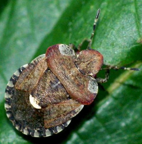 Dyroderes umbraculatus