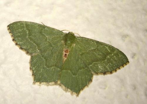 Réf. 20 229 : Hemithea aestivaria