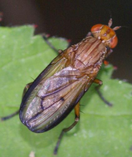 Tetanocera sp.