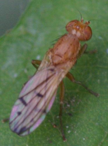 Opomyza florum