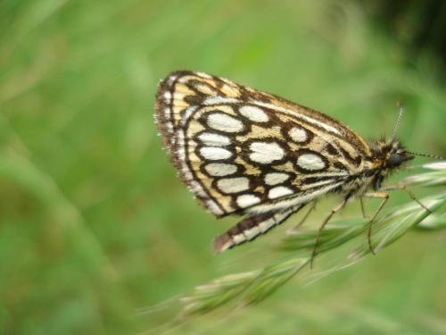 Réf. 20 403 : Heteropterus morpheus