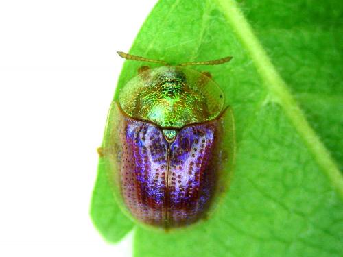 Réf. 20 188 : Cassida azurea